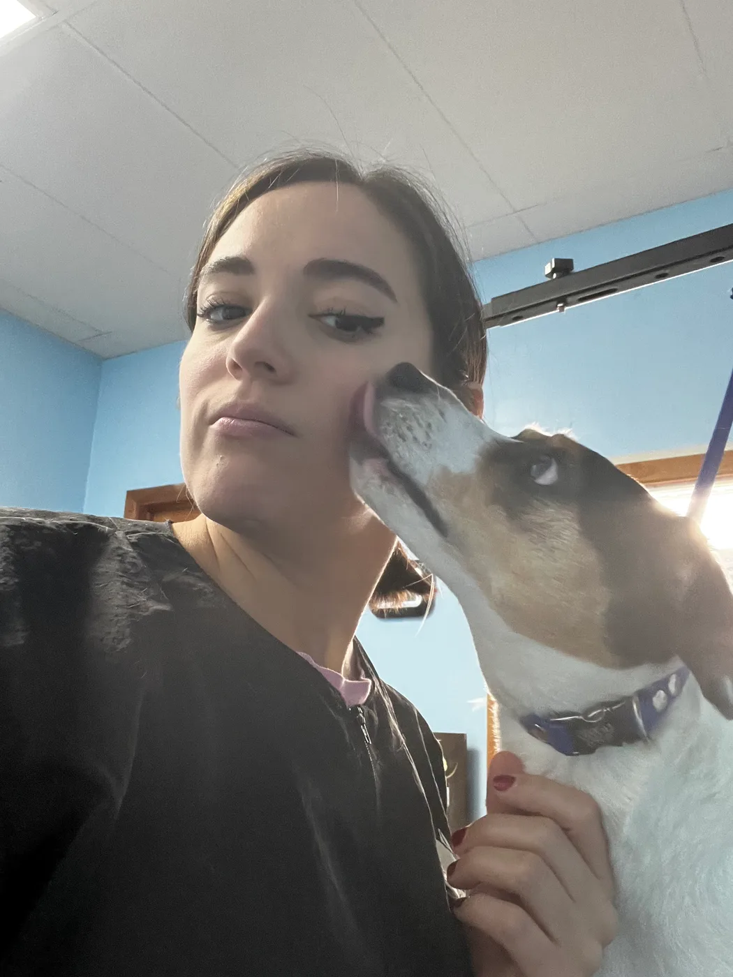 A dog freshly groomed by Val's Pals