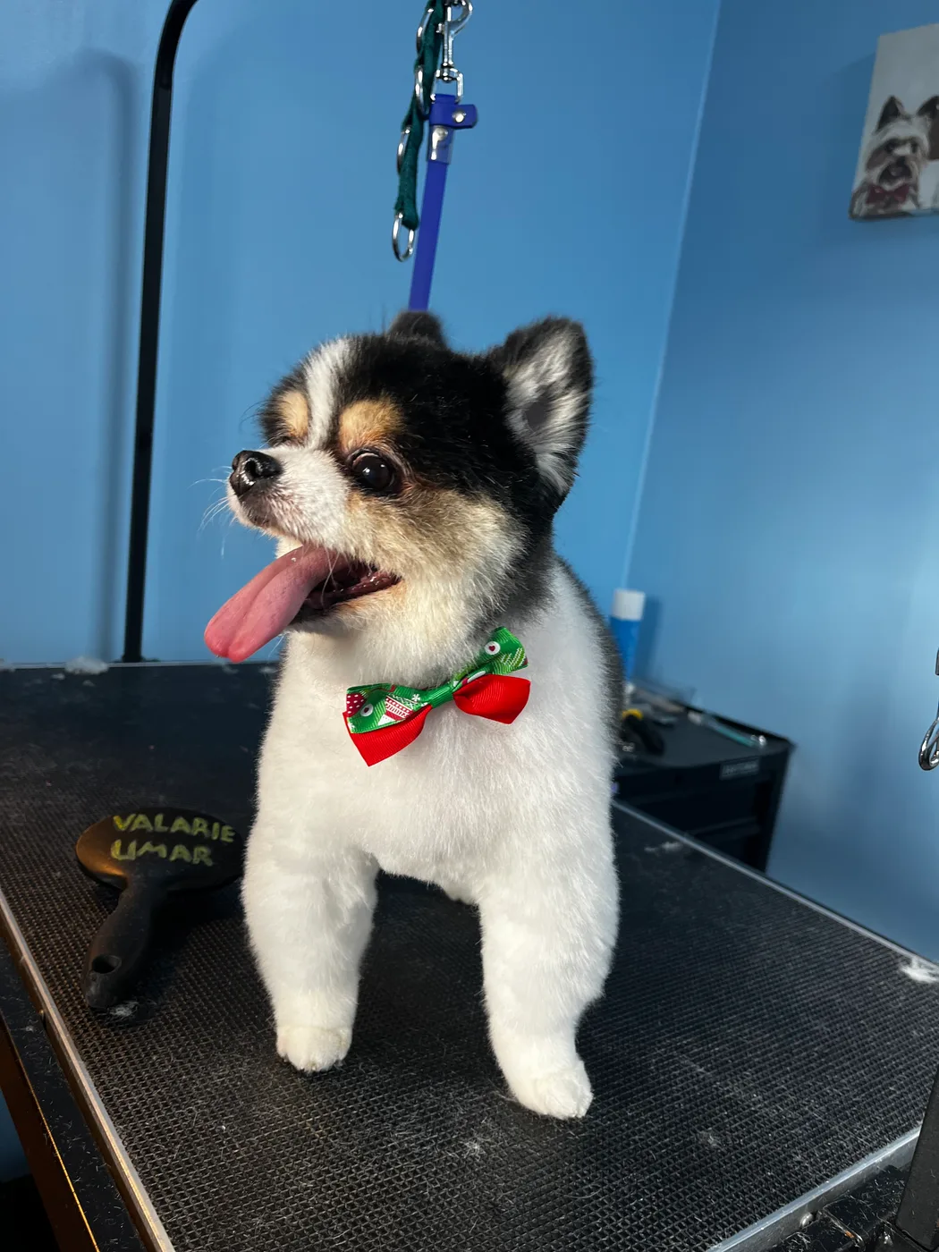 A dog freshly groomed by Val's Pals