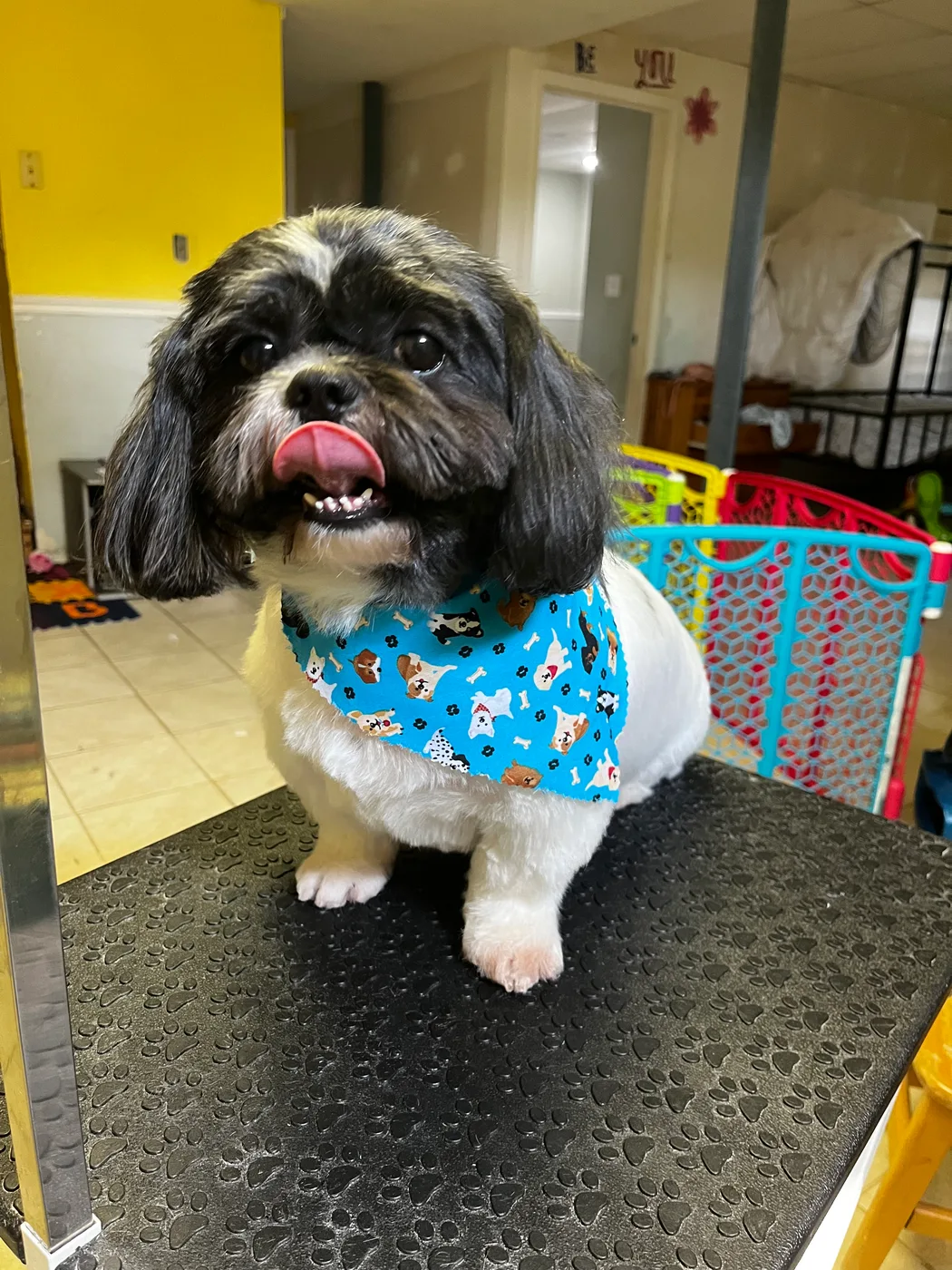 A dog freshly groomed by Val's Pals