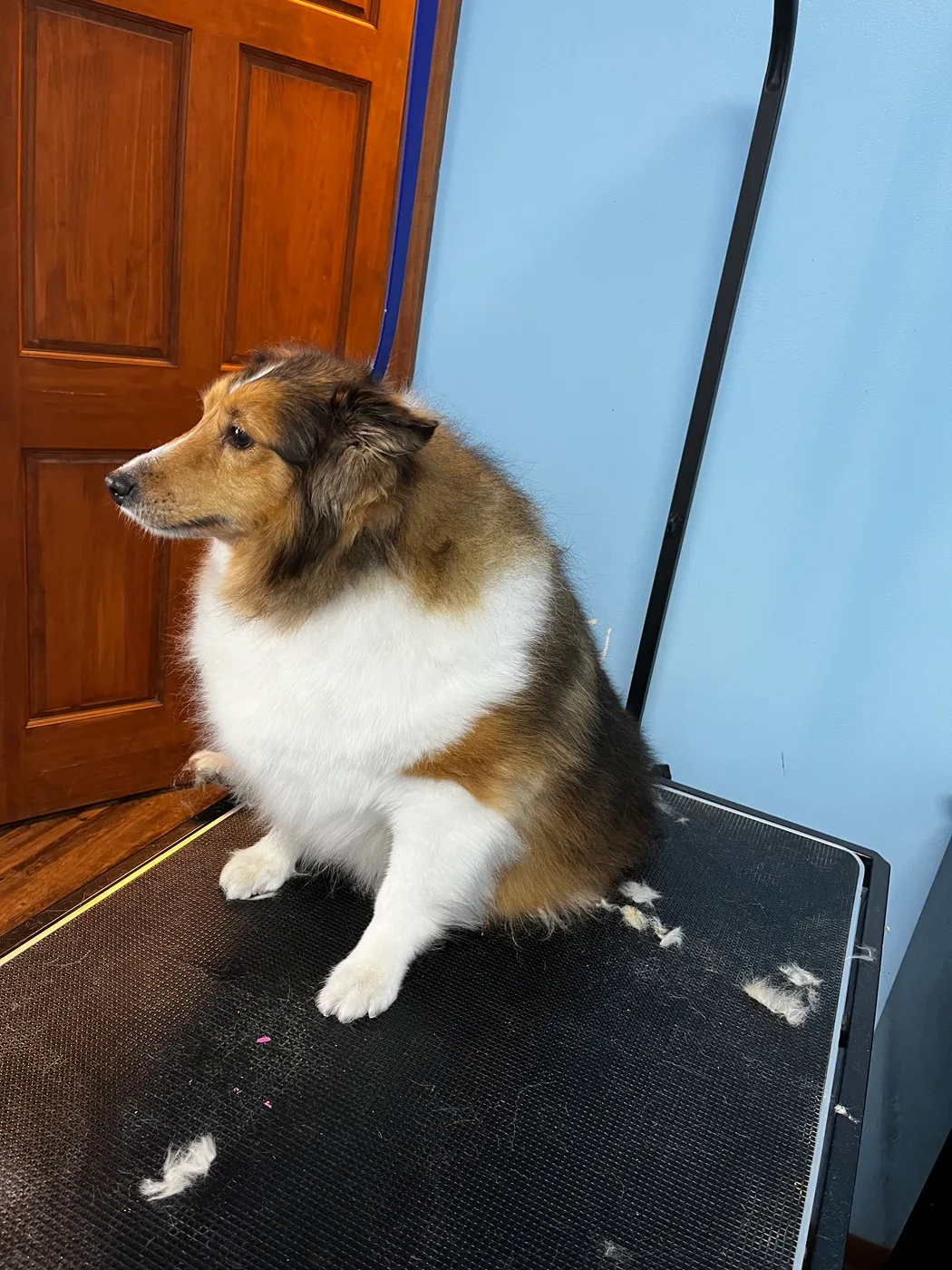 A dog freshly groomed by Val's Pals