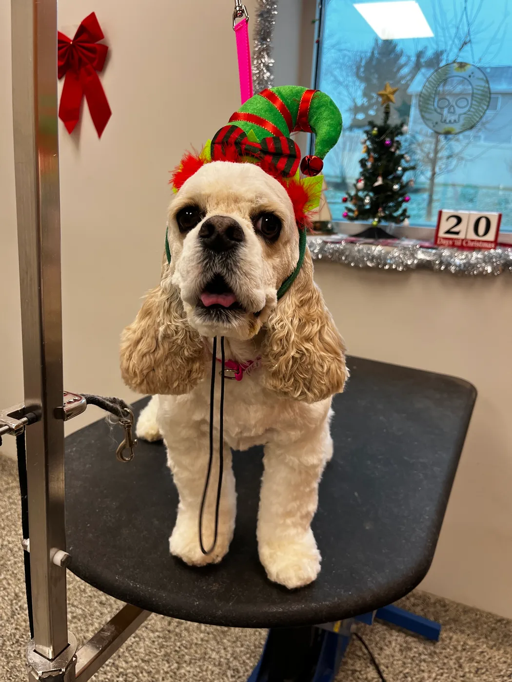 A dog freshly groomed by Val's Pals